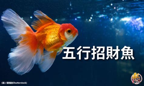 招財魚數量|【魚要養幾隻】養魚招財，數量要養幾隻最旺？風水專。